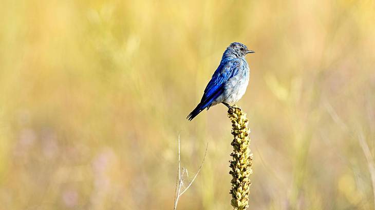 A small mountain bluebird on a yellow plant A small mountain bluebird on a yellow plant