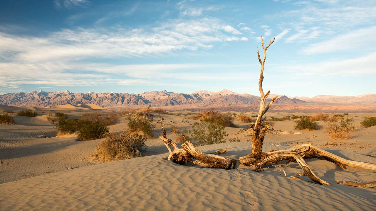 A desert landscape with sand, dunes, and a dead tree under a blue sky