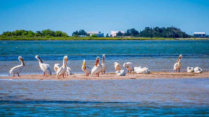 A group of pelicans on the sand surrounded by water and green land behind