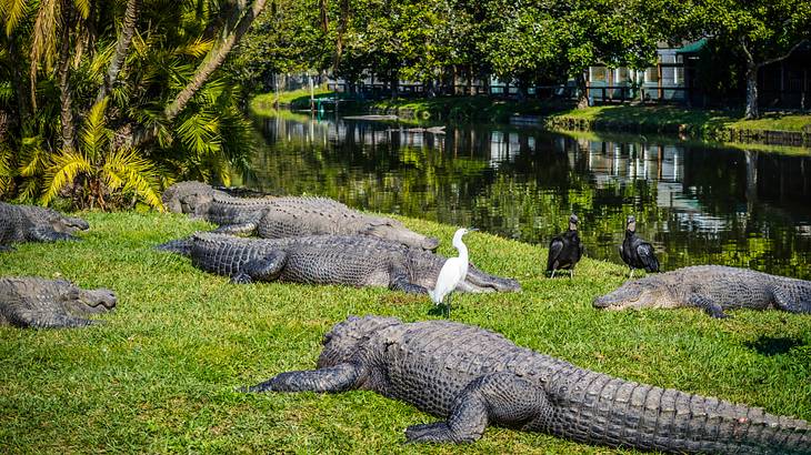 Gatorland is one of the fun things to do in Orlando with kids