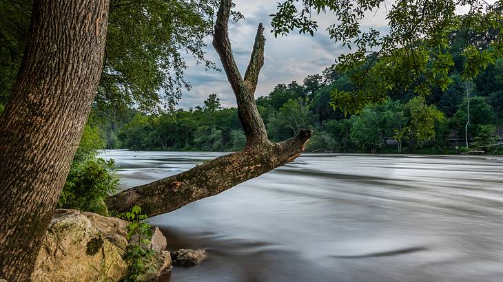 A tree branch hanging over a river with trees on the opposite banks A tree branch hanging over a river with trees on the opposite banks