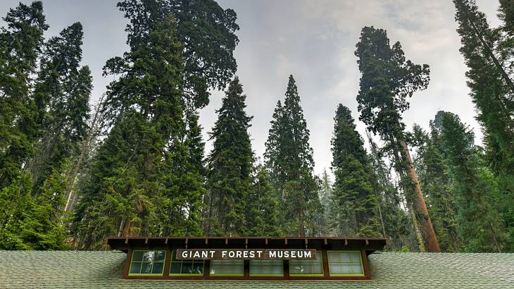 A roof with a sign that says "Giant Forest Museum" with tall trees in the background