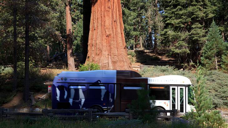 A white bus within a forest of sequoia trees
