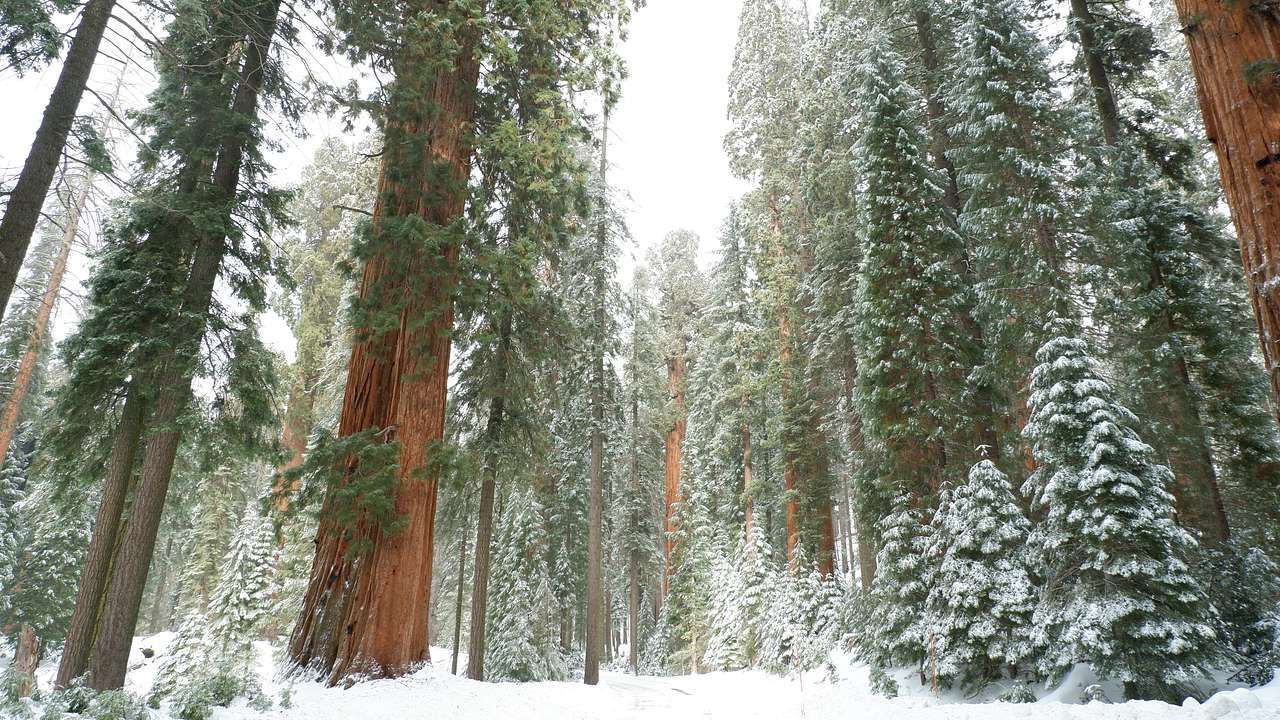 Large trees in a forest covered in snow