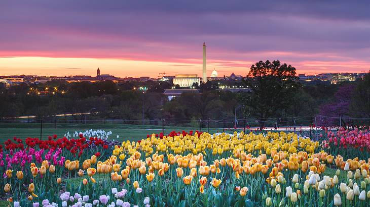 A field with tulips looking across to an illuminated city at sunset