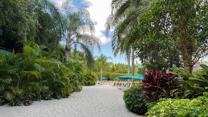 A sandy path surrounded by trees and bushes