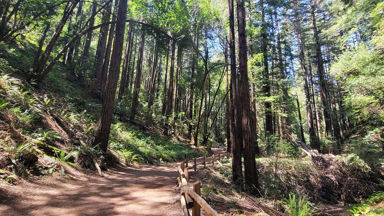 A dirt pathway surrounded by tall trees
