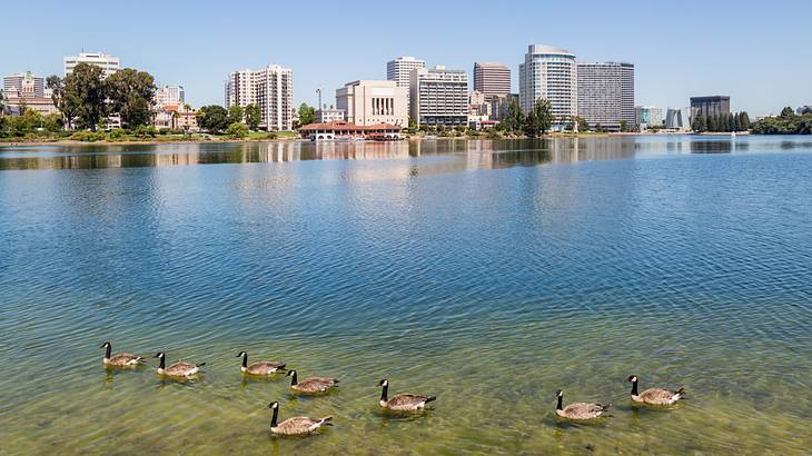 Canada geese swimming on a lake edged with buildings