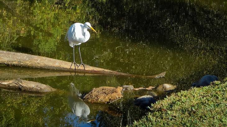 A white egret standing in a swap surrounded by trees