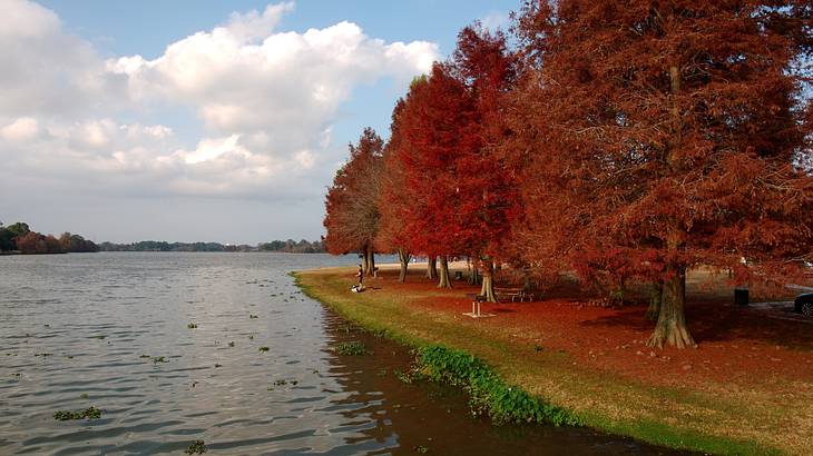 A lake with fall trees lining it under a blue sky with clouds