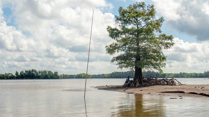 A tree next to a large lake under a blue sky with clouds