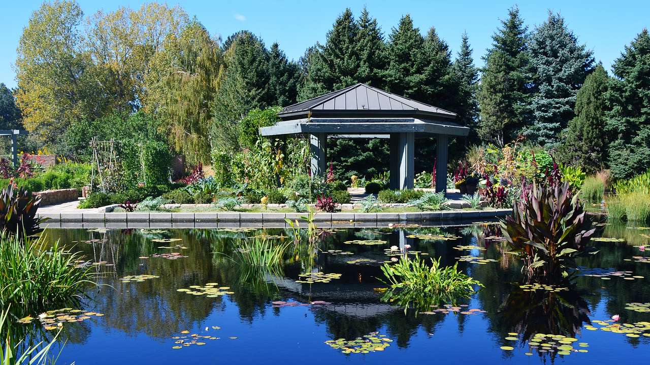 A man-made pond with water lilies and a gazebo at the back