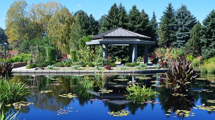 A man-made pond with water lilies and a gazebo at the back