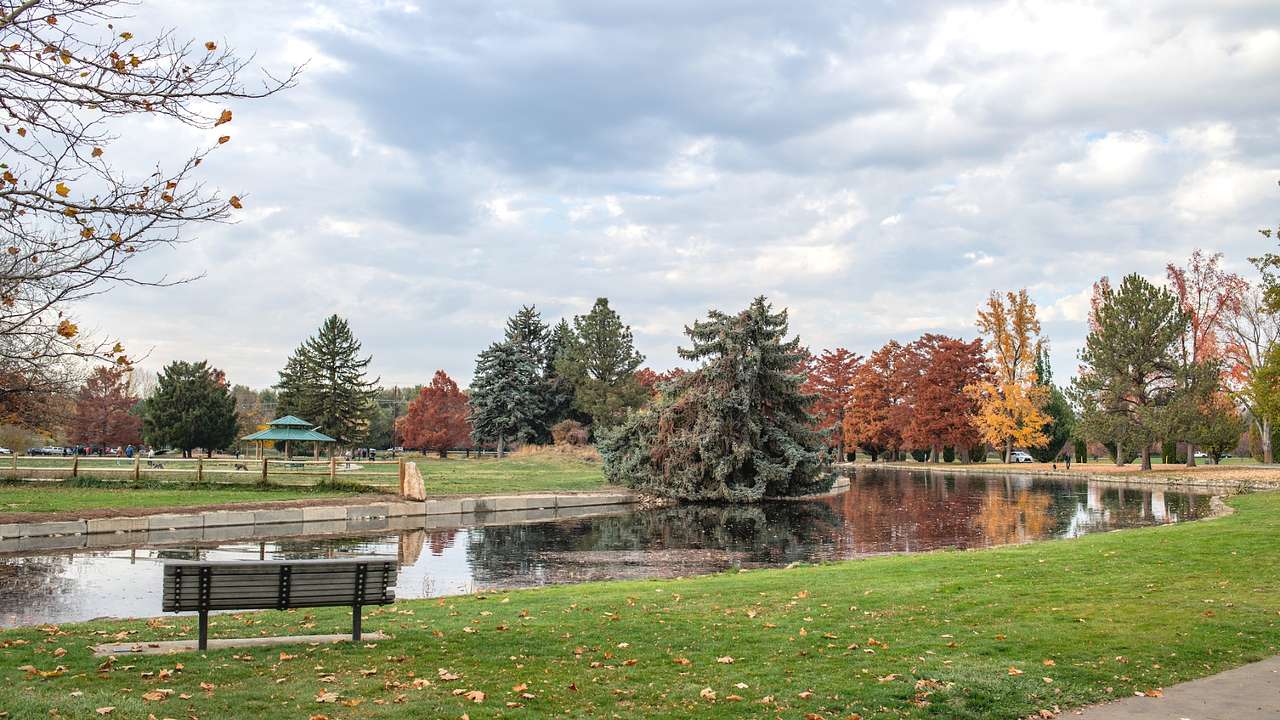 A park with a bench on the green grass next to a pond and fall trees