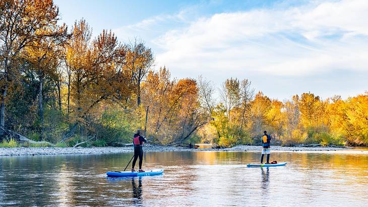 A river with orange trees on the banks and two people paddle boarding