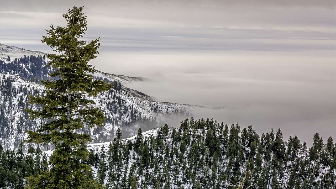 A mountain covered with snow and alpine trees under a hazy and cloudy sky