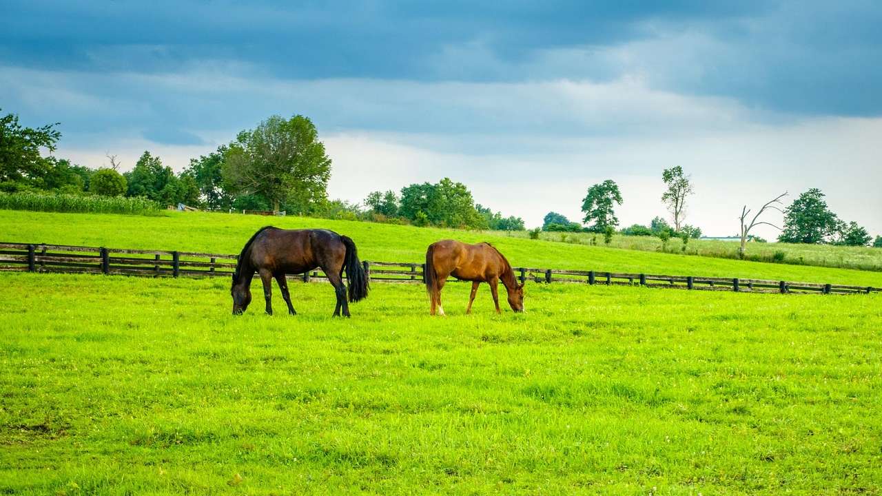 Two horses in a green field under a blue sky
