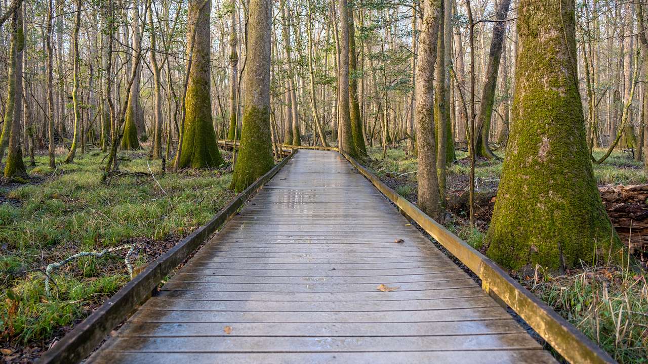 Congaree National Park is one of the best national parks on the east coast