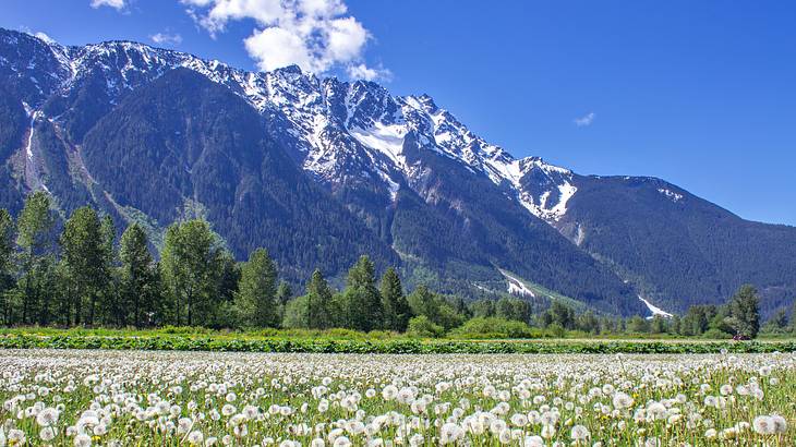 A green meadow with dandelions and green trees and a snow-capped mountain behind