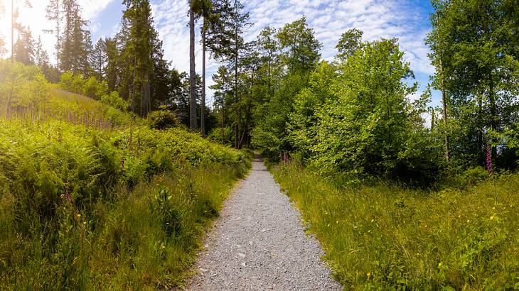 Hiking trail surrounded by tall trees and greenery under a partly cloudy sky