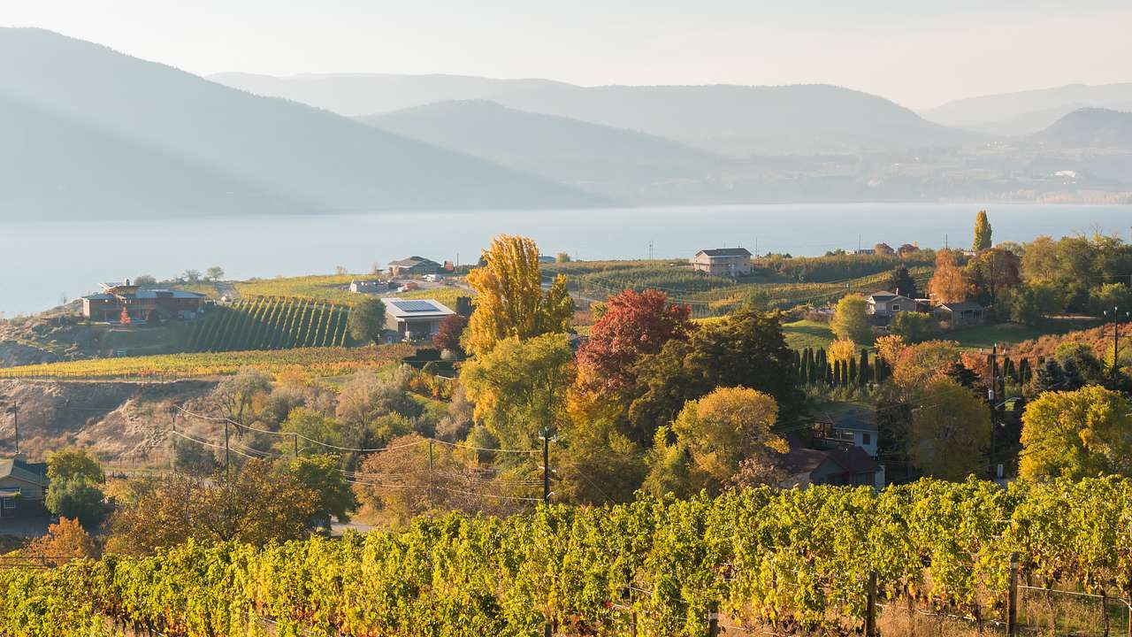 Vineyards with houses, mountains, and a lake in the background