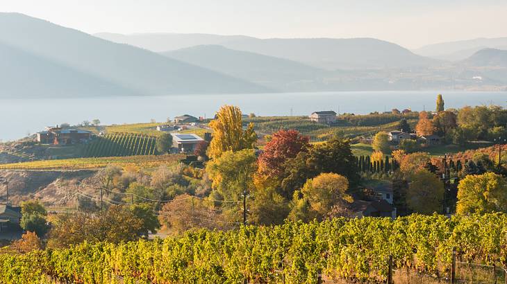 Vineyards with houses, mountains, and a lake in the background