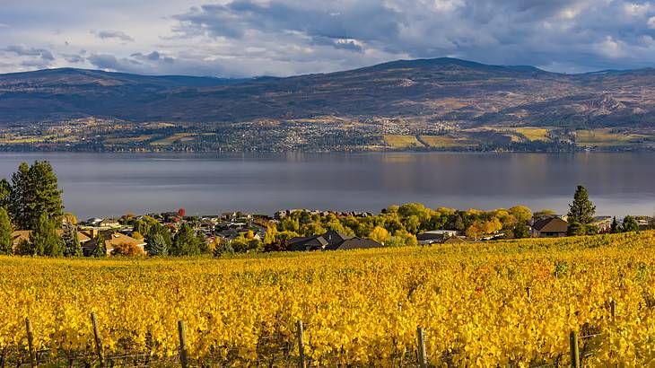 Wide vineyard overlooking a lake with hills in the background under cloudy skies