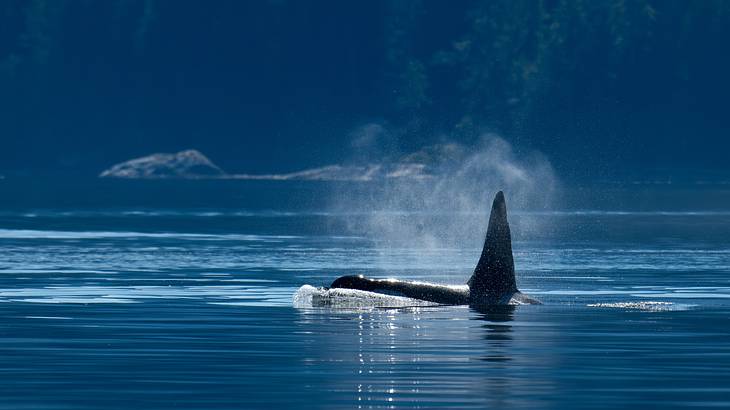 Big Orca whale on a tranquil river