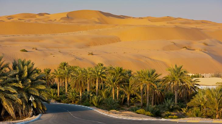 Wide road surrounded by date palms with the desert in the background