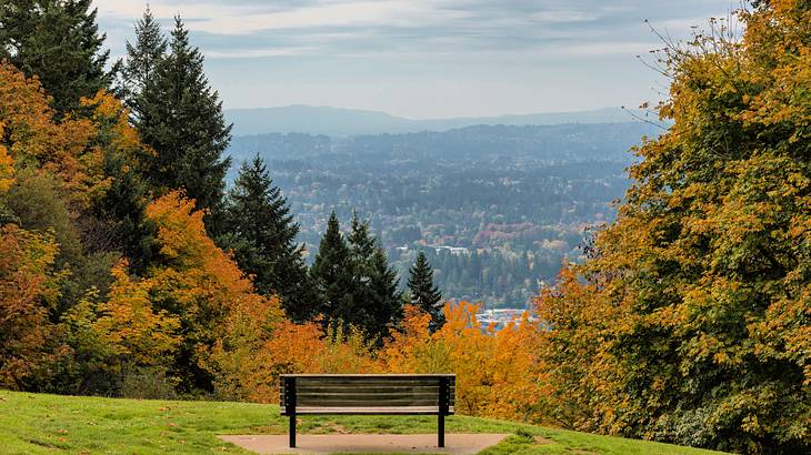 A park bench atop a hill facing many alpine trees A park bench atop a hill facing many alpine trees