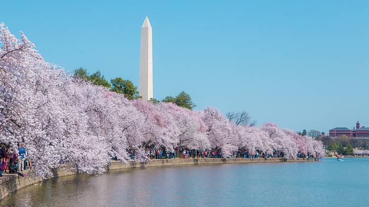 A stone obelisk next to pink cherry blossom trees and a body of water