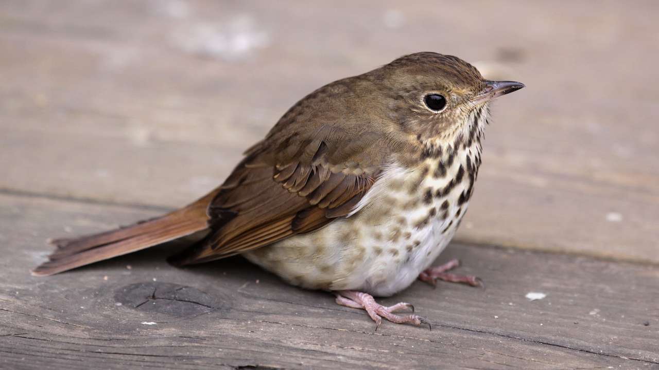 One of the facts about Washington, DC, is that the wood thrush is its official bird