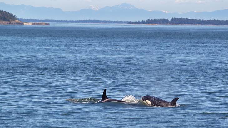 Two orca whales in the ocean with mountains in the distance