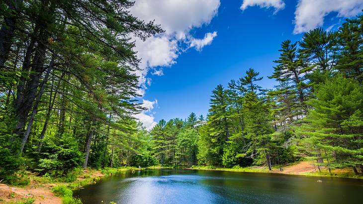 A pond surrounded by pine trees under a partly-cloudy sky