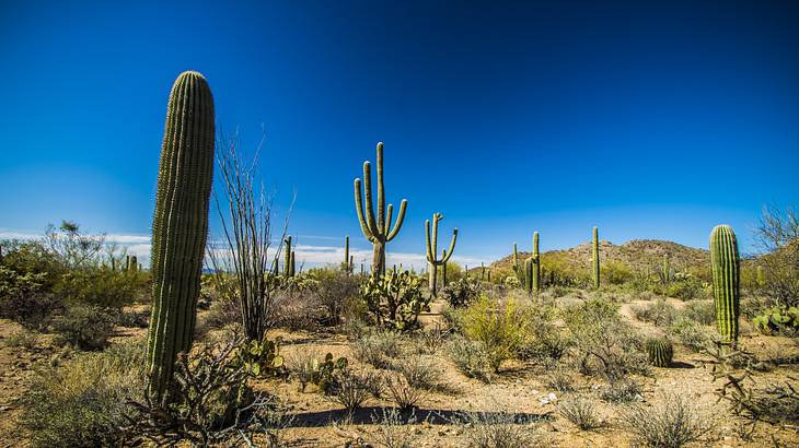 A desert with different cacti on a clear sunny day