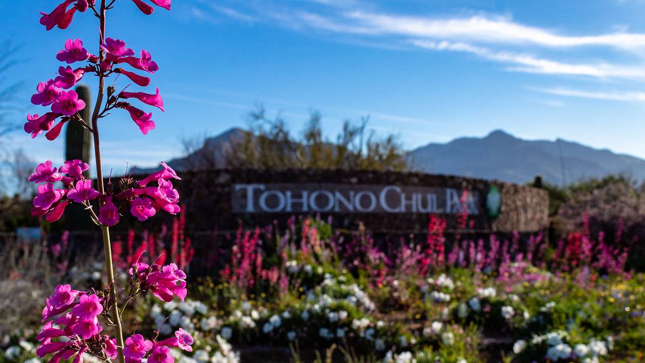 Tohono Chul Gardens is one of the Tucson landmarks that's perfect for nature lovers