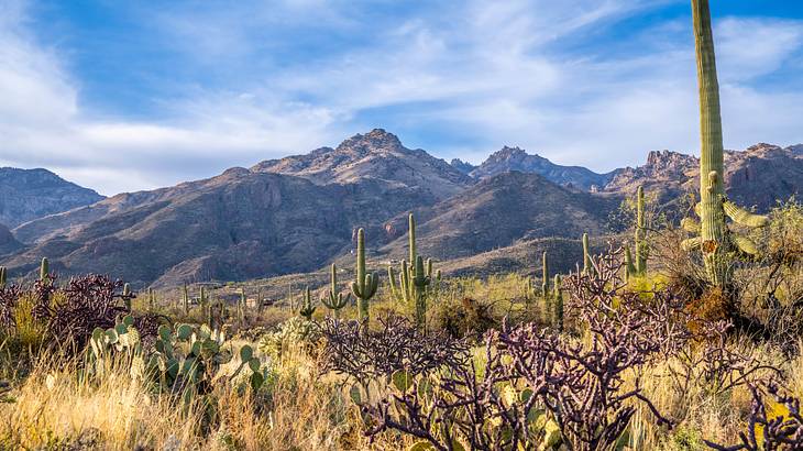 A desert full of various cacti with mountain ranges in the background