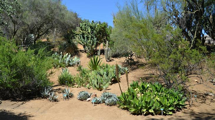Walking around UCR Botanical Gardens is one of many date ideas in Riverside, CA