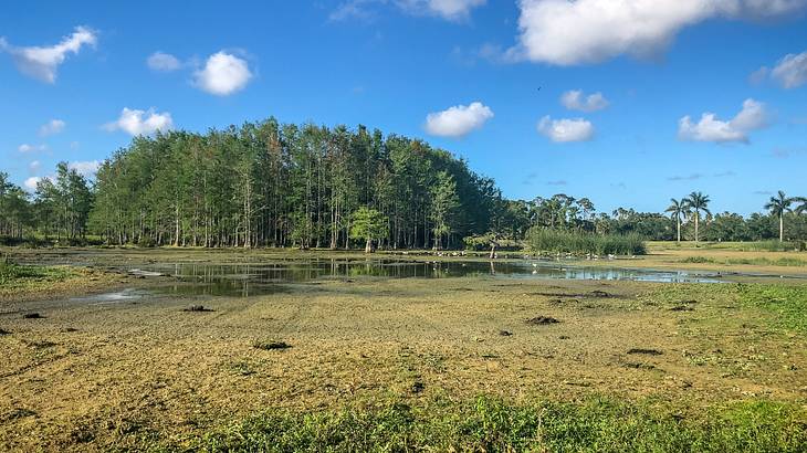 A green swamp next to trees under a blue sky with clouds