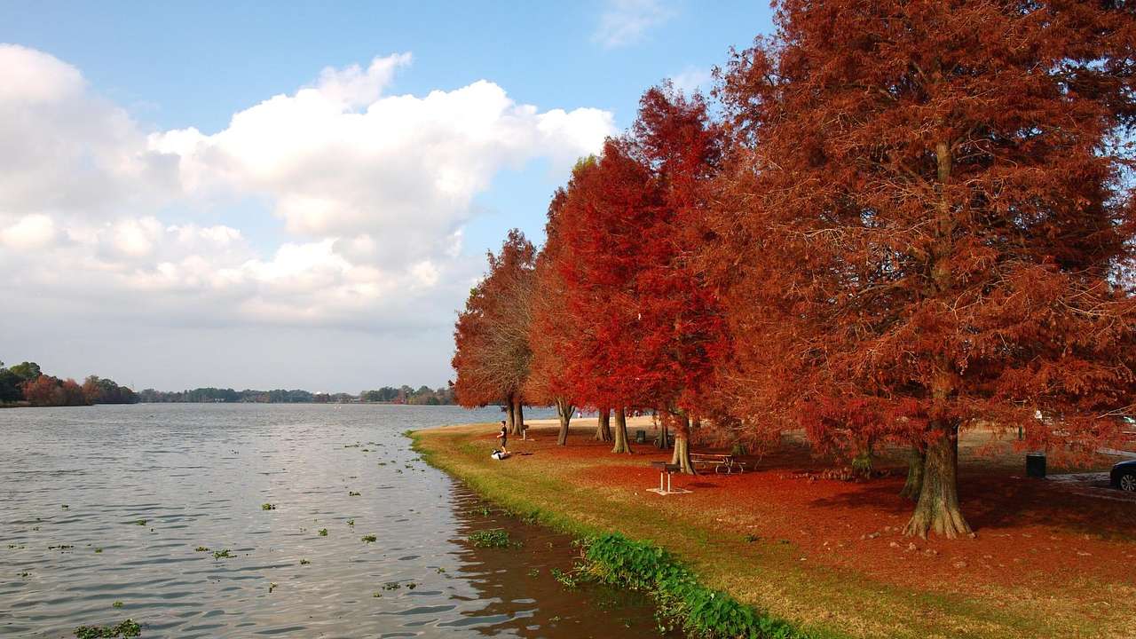 A lake with a path and red fall trees next to it under a blue sky with clouds