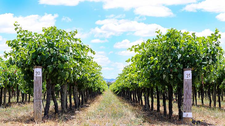 A vineyard in Mudgee, NSW, Australia A vineyard in Mudgee, NSW, Australia