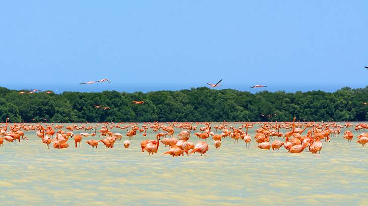 A body of water with lots of pink flamingos next to green trees and a blue sky