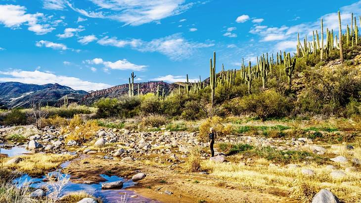 Shrubs and rocks next to many cacti surrounded by greenery-covered hills