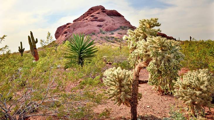 Desert plants in front of a small hill under a cloudy sky