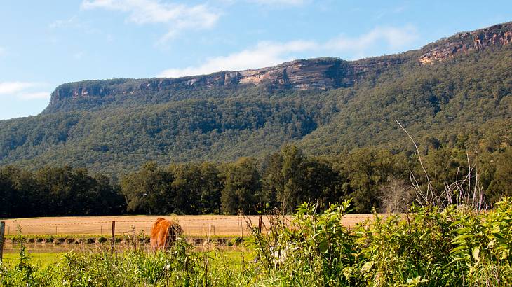 Green hilly landscape of Kangaroo Valley, NSW, Australia Green hilly landscape of Kangaroo Valley, NSW, Australia