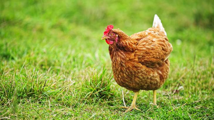 A reddish-brown chicken with yellow feet and legs on a green grassy field A reddish-brown chicken with yellow feet and legs on a green grassy field