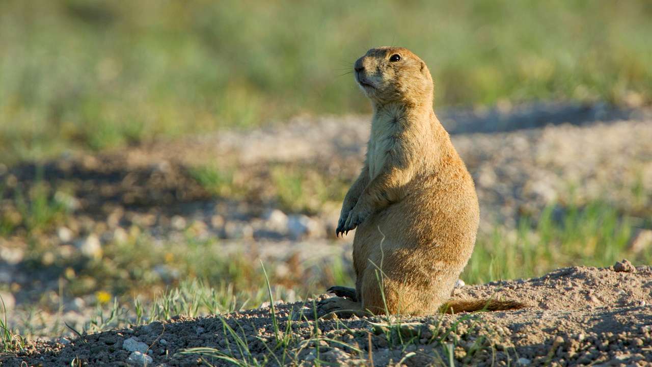A prairie dog standing on the grass