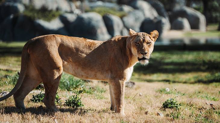 Fresno Chaffee Zoo is one of the most popular Fresno landmarks