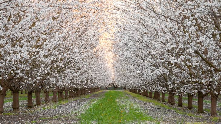 A road surrounded by blossoming trees on each side