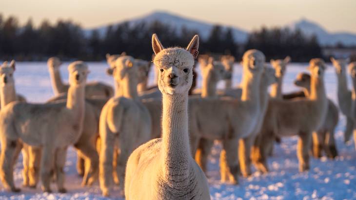 A group of alpacas in winter